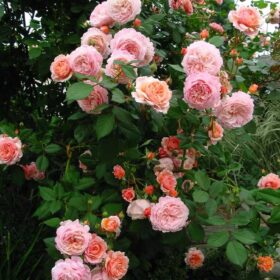 Плетистые розы