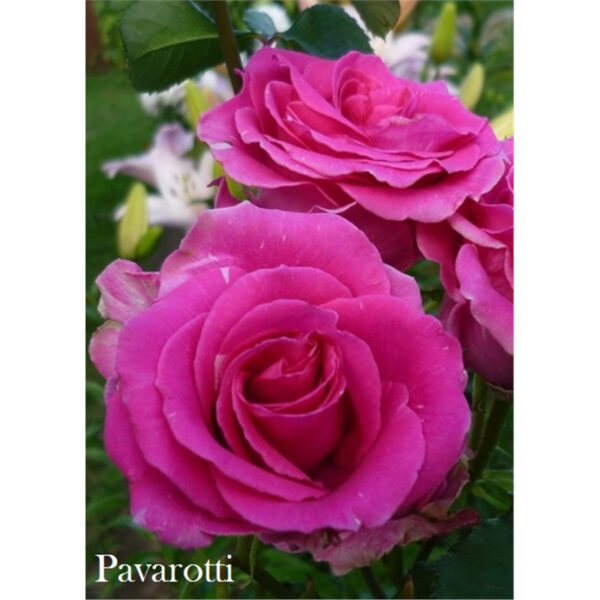 1 Чайно-гибридная роза Паваротти