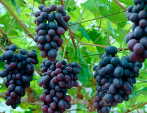 виноград культурный (Vitis vinifera) 