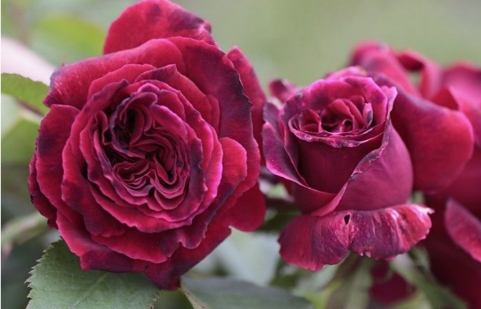 Купить саженец розы муф Вельвет